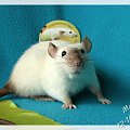 Oleńka