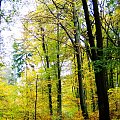 #Jesień #przyroda #natura #las #liście