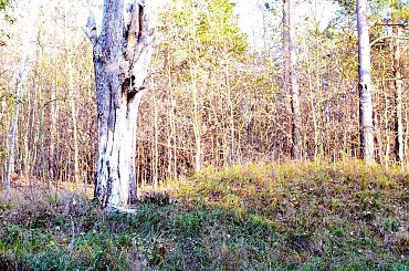 Na spotkanie z przyrodą #przyroda #krajobraz #plener #las #woda #drzewa #bagna