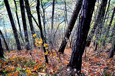 Na spotkanie z przyrodą #przyroda #krajobraz #plener #las #woda #drzewa #bagna