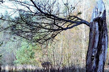 Na spotkanie z przyrodą #przyroda #krajobraz #plener #las #woda #drzewa #bagna