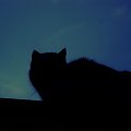 nocą wszystkie jesteśmy czarne! #CzarnyKot #koty #noc #ogród #wiosna