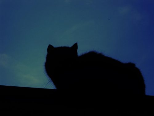 nocą wszystkie jesteśmy czarne! #CzarnyKot #koty #noc #ogród #wiosna