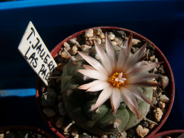 Turbinicarpus