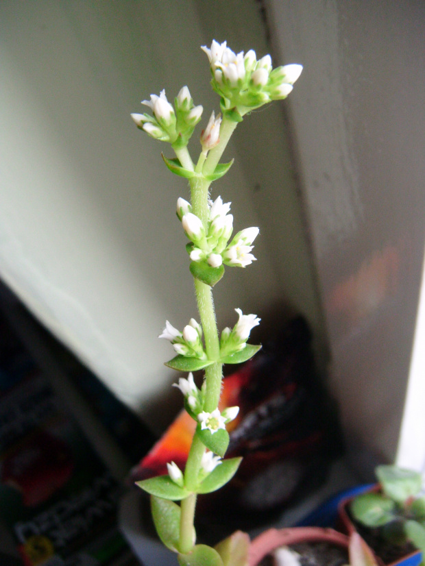 Crassula flame