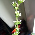 Crassula flame