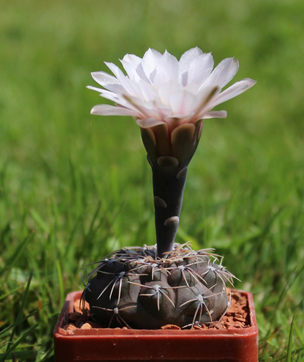 Gymnocalycium kieslingii v. alboreolatum STO 180