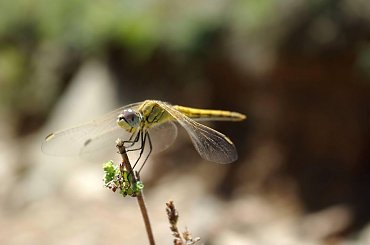 ważka #Grecja #parka #ważka