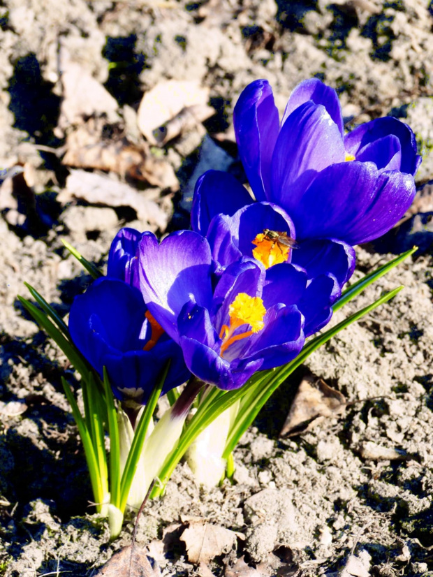 Marzec #kwiaty #natura #przyroda #Wiosna