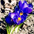 Marzec #kwiaty #natura #przyroda #Wiosna