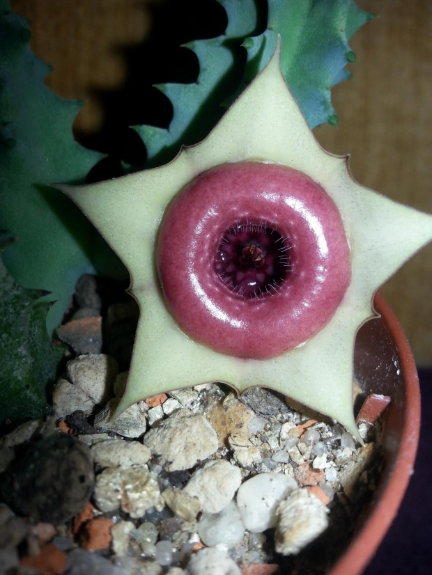 huernia insigniflora