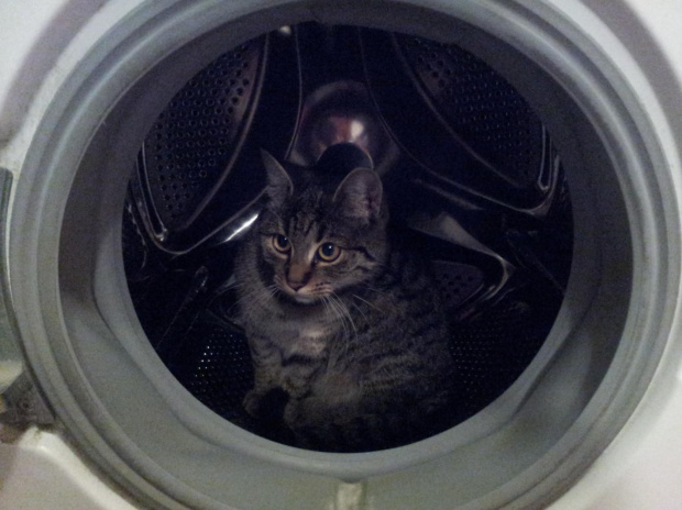 Cat in the trap
