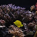 reef tank
