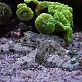 reef tank