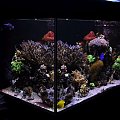 reef tank