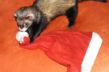 #BożeNarodzenie #ŚwiąteczneFrety #święta