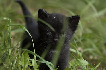 Kociak #Zwierzęta #koty