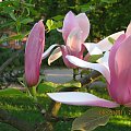 kwiaty magnolii #drzewa #krzewy #kwiaty