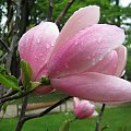 kwiaty magnolii #drzewa #krzewy #kwiaty