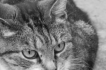 kocie spojrzenie #ptaki #zwierzaki