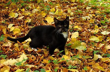 jesienny kot #ptaki #zwierzaki