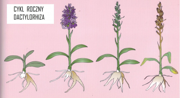 Dactylorhiza KEW Publishing