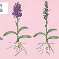 Dactylorhiza KEW Publishing