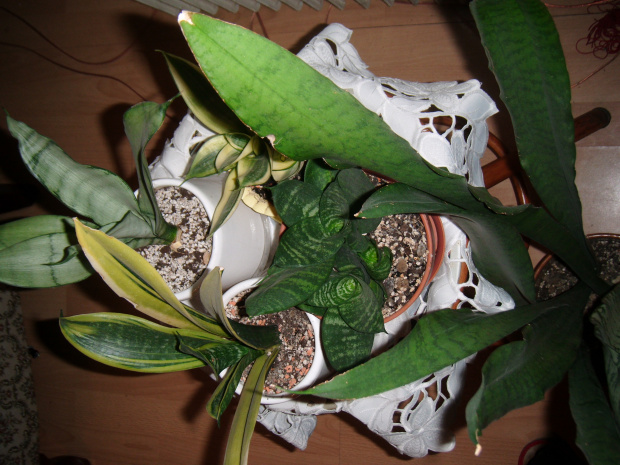 sansevieria