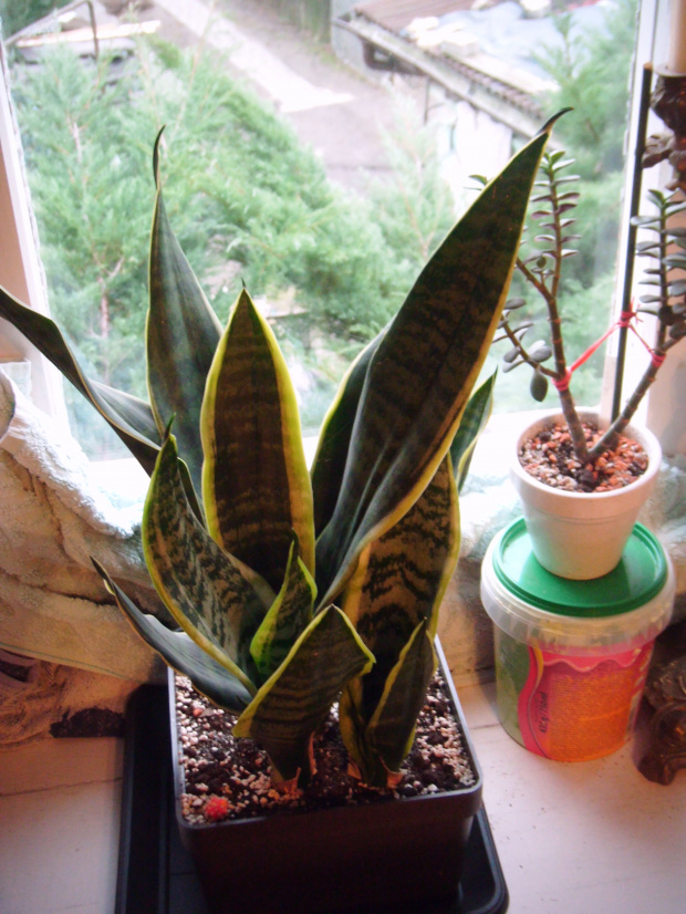 sansevieria