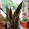 sansevieria