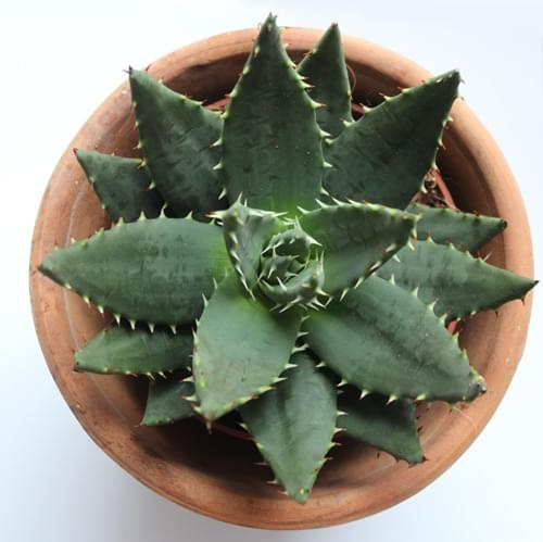 aloes 1