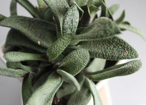 gasteria 2