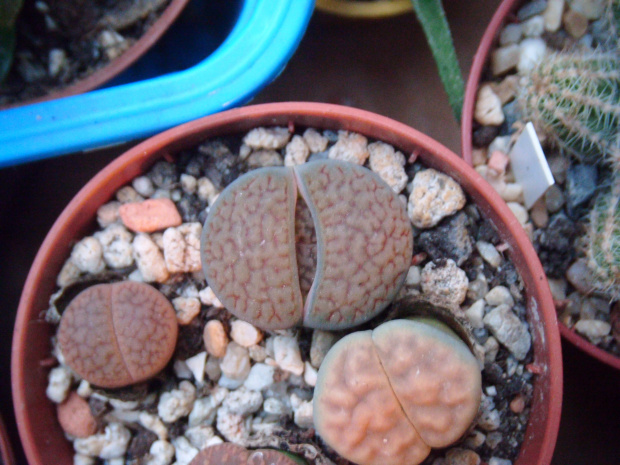 Lithops