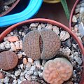 Lithops