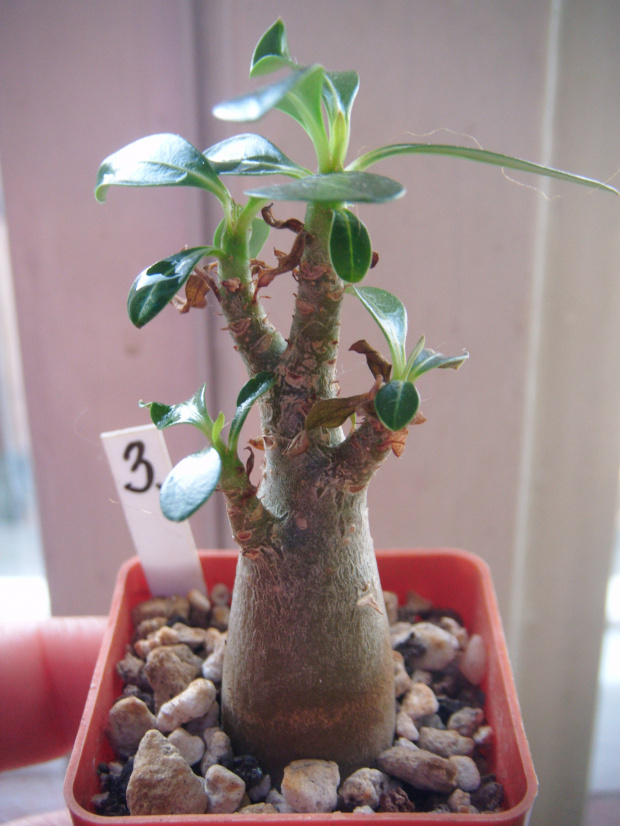 adenium obesum