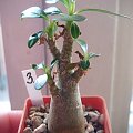 adenium obesum