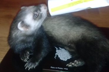 Mordzik (fretka) #fretka #fretki #tchórz #zwierzę #pupil