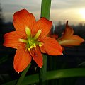 Hippeastrum Striatum Saltao