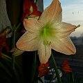 Hippeastrum Emanuelle