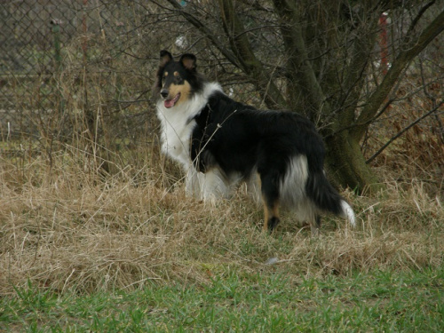 #collie #psy