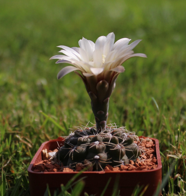 Gymnocalycium rosae JPR 177/542