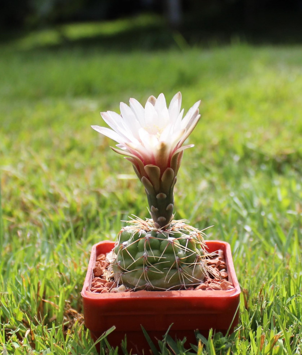 Gymnocalycium stellatum JO 878/1