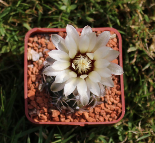 Gymnocalycium rosae JPR 177/542