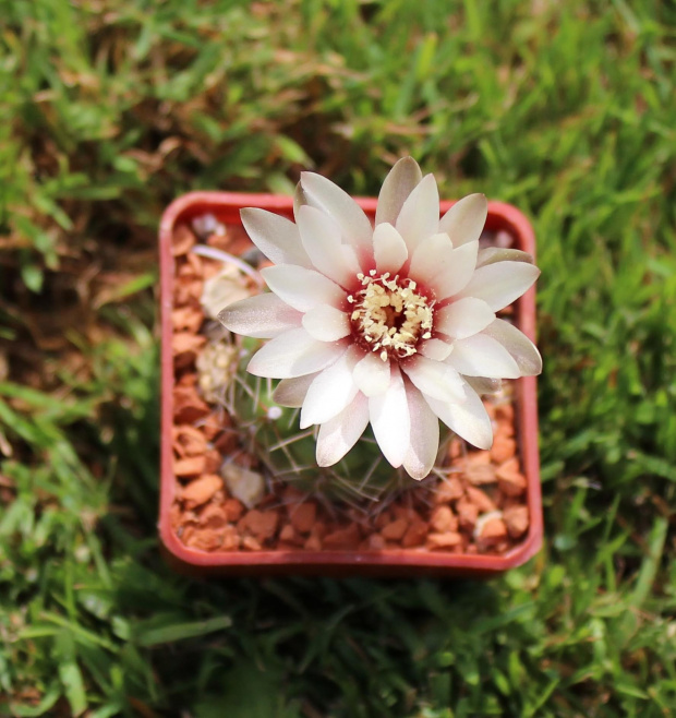 Gymnocalycium stellatum JO 878/1