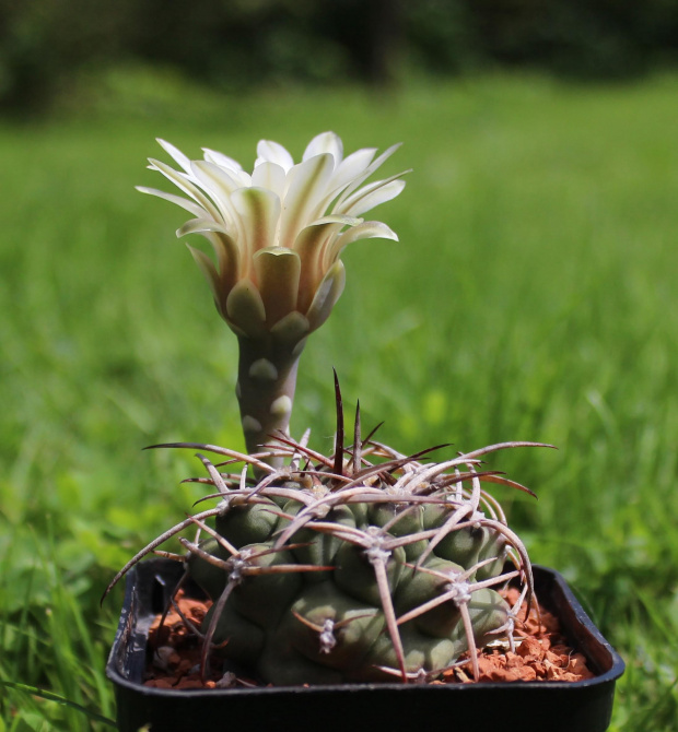 Gymnocalycium schickendantzii