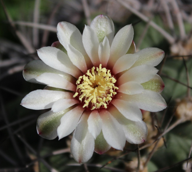 Gymnocalycium sp.