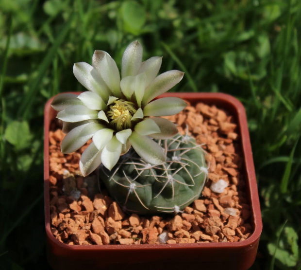 Gymnocalycium lepidum JPR 569/1971