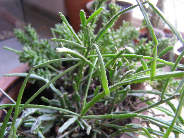 Rhipsalis mesembryanthemoides