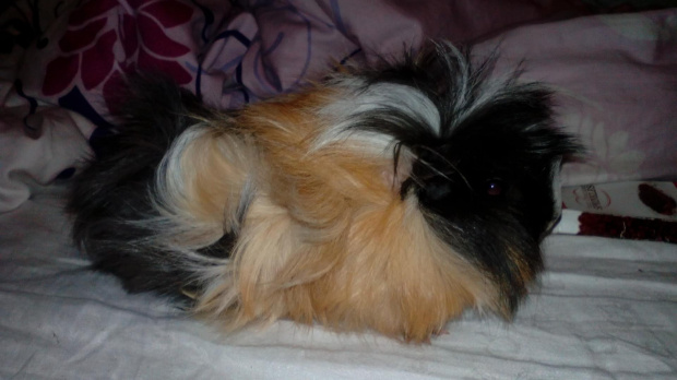 #Trixie1Miesiąc