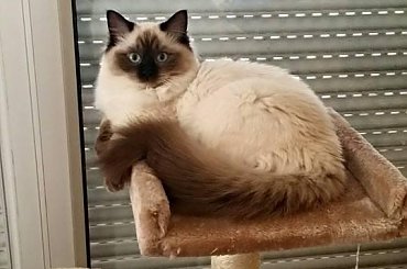 #koty #KotyRasowe #ragdoll